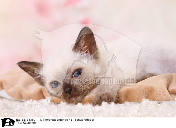 Thai Ktzchen / Thai Kitten / SS-51359