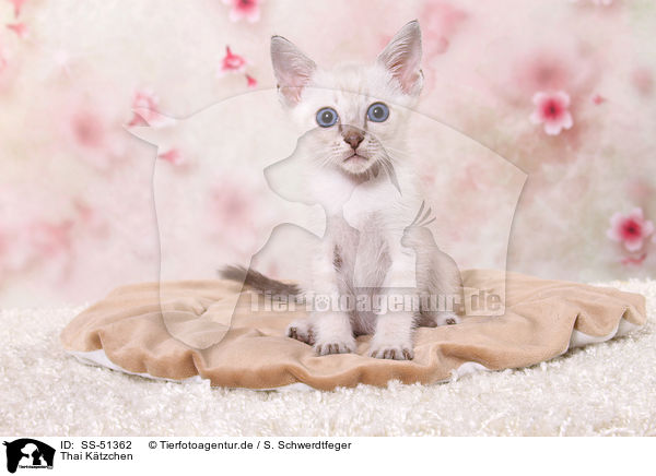 Thai Ktzchen / Thai Kitten / SS-51362