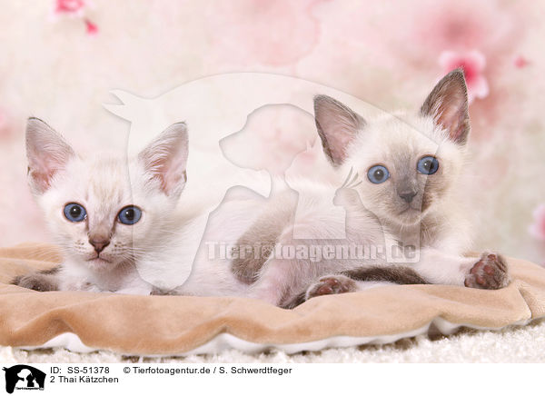 2 Thai Ktzchen / 2 Thai Kitten / SS-51378