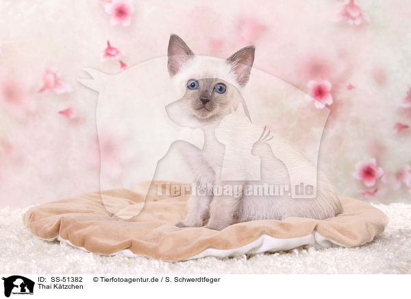 Thai Ktzchen / Thai Kitten / SS-51382