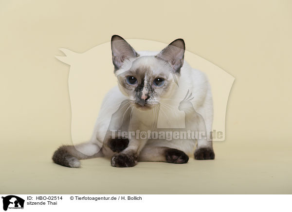 sitzende Thai / HBO-02514