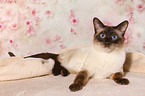 Thai Kater