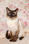 Thai Kater