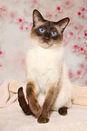 Thai Kater