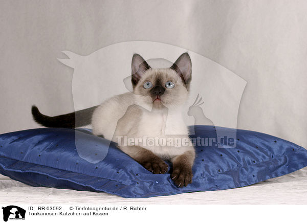 Tonkanesen Ktzchen auf Kissen / Tonkanese Kitten / RR-03092