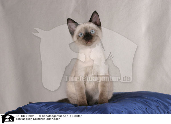 Tonkanesen Ktzchen auf Kissen / Tonkanese Kitten / RR-03094