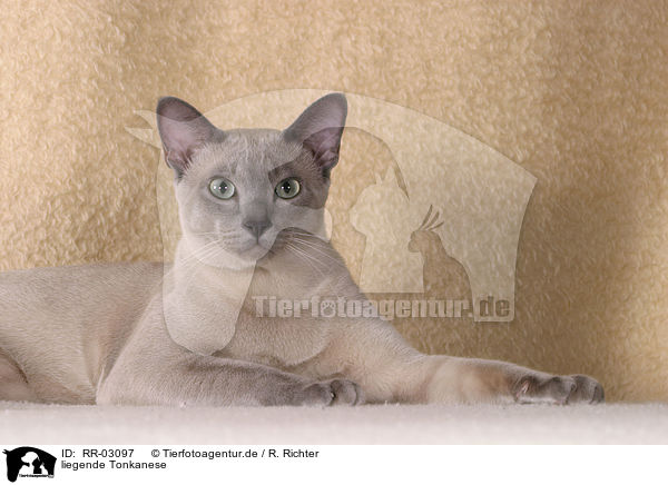 liegende Tonkanese / lying Tonkanese / RR-03097