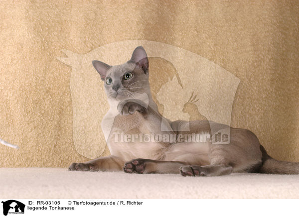 liegende Tonkanese / lying Tonkanese / RR-03105
