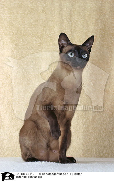 sitzende Tonkanese / sitting Tonkanese / RR-03110