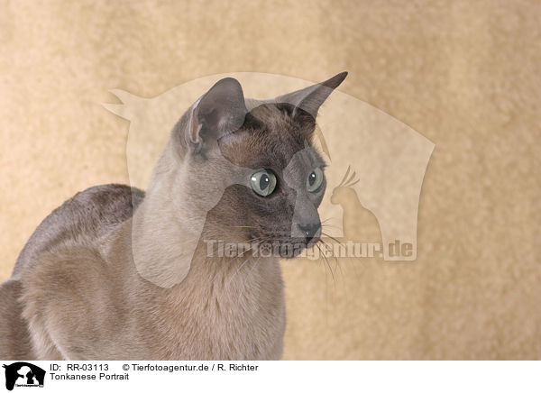 Tonkanese Portrait / Tonkanese Cat Portrait / RR-03113