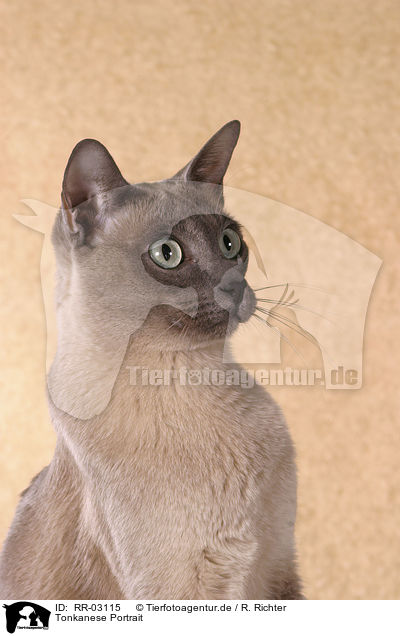 Tonkanese Portrait / Tonkanese Cat Portrait / RR-03115