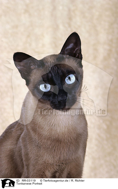 Tonkanese Portrait / Tonkanese Cat Portrait / RR-03119
