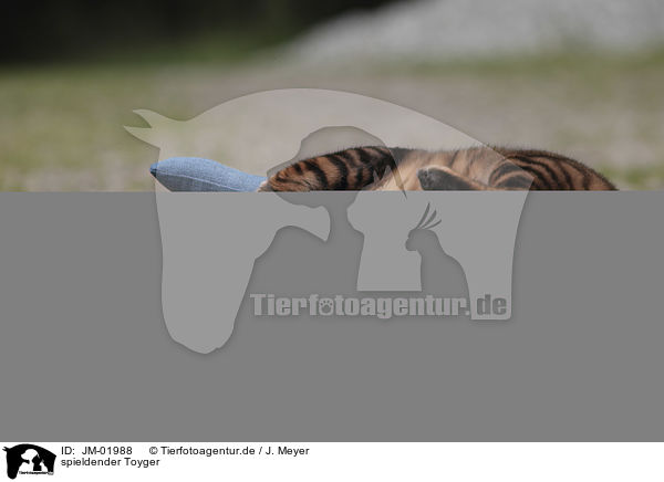 spieldender Toyger / playing Toyger / JM-01988