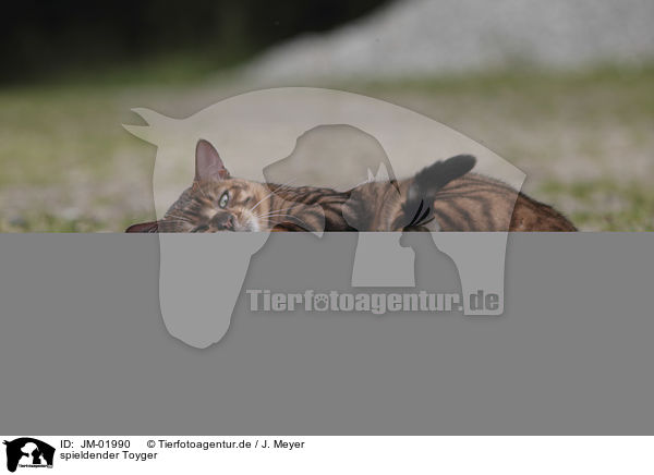 spieldender Toyger / playing Toyger / JM-01990