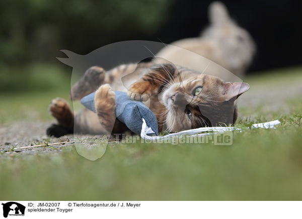 spieldender Toyger / playing Toyger / JM-02007