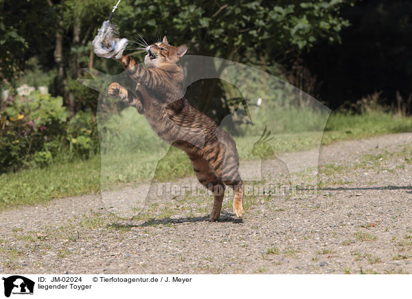 liegender Toyger / playing Toyger / JM-02024