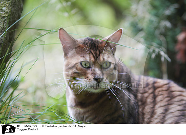 Toyger Portrait / JM-02029