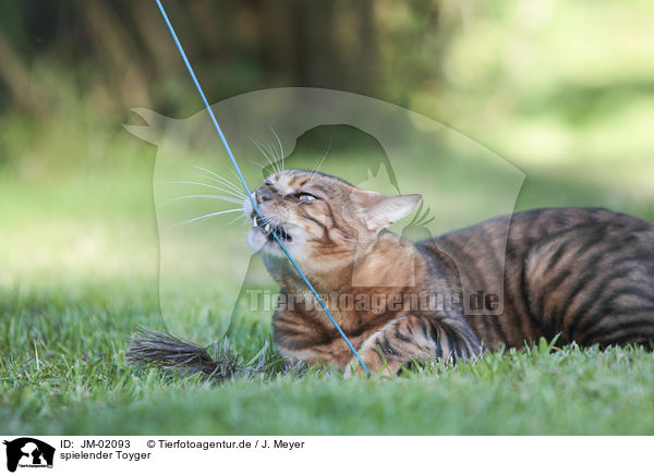 spielender Toyger / playing Toyger / JM-02093