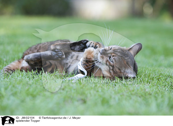 spielender Toyger / playing Toyger / JM-02104
