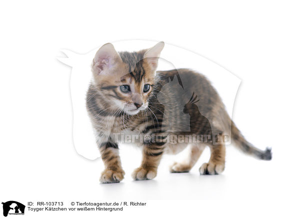 Toyger Ktzchen vor weiem Hintergrund / RR-103713