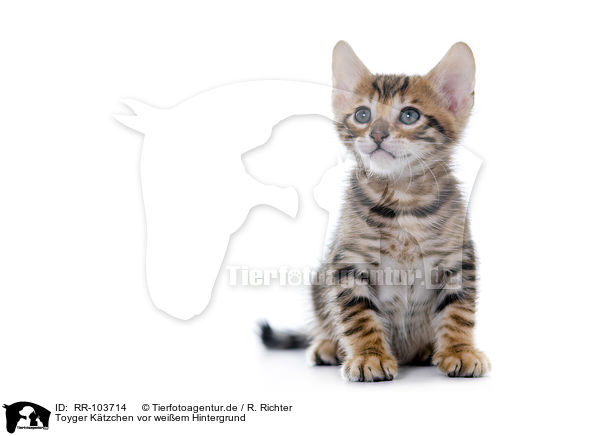 Toyger Ktzchen vor weiem Hintergrund / RR-103714