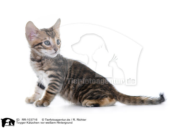 Toyger Ktzchen vor weiem Hintergrund / RR-103716