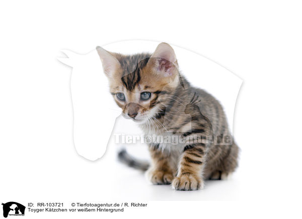 Toyger Ktzchen vor weiem Hintergrund / RR-103721