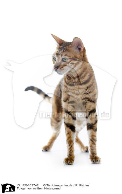 Toyger vor weiem Hintergrund / RR-103742