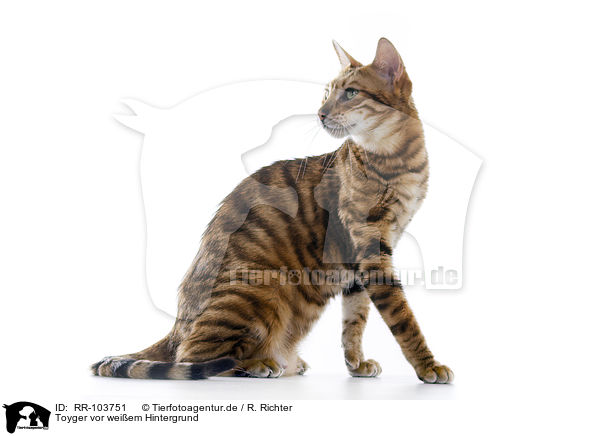 Toyger vor weiem Hintergrund / RR-103751