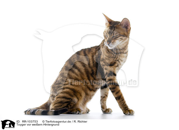 Toyger vor weiem Hintergrund / RR-103753