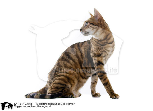 Toyger vor weiem Hintergrund / RR-103755