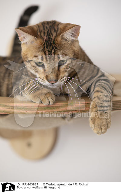 Toyger vor weiem Hintergrund / Toyger in front of white background / RR-103837