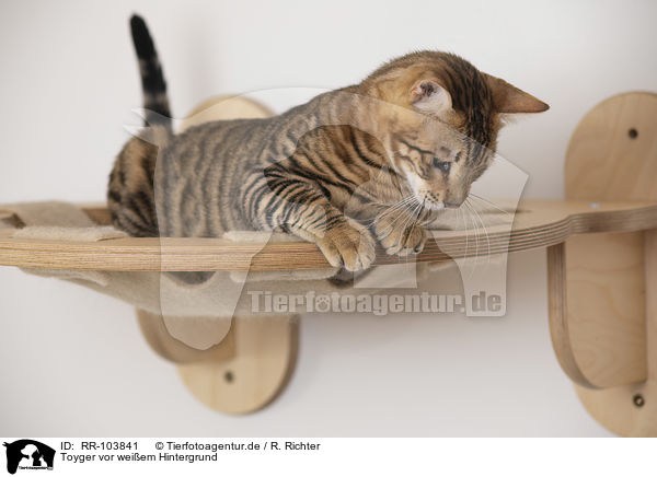 Toyger vor weiem Hintergrund / Toyger in front of white background / RR-103841