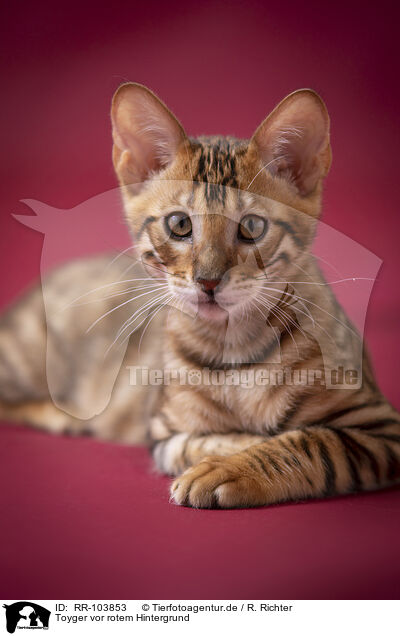 Toyger vor rotem Hintergrund / Toyger in front of red background / RR-103853
