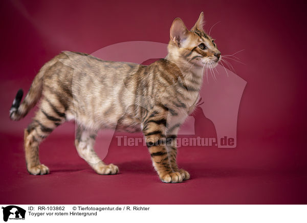 Toyger vor rotem Hintergrund / RR-103862