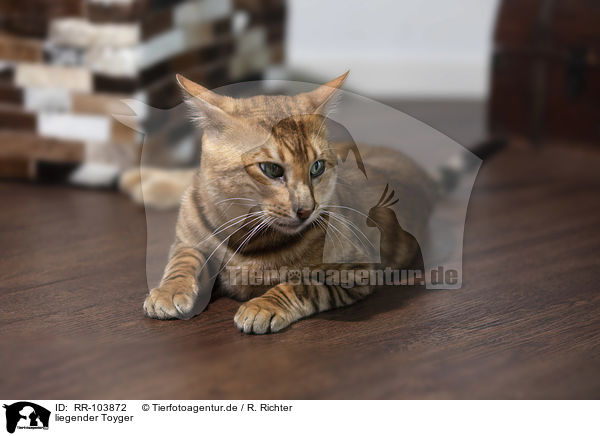 liegender Toyger / RR-103872