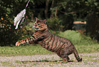 liegender Toyger