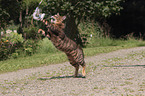 liegender Toyger