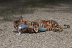 liegender Toyger