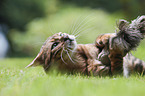 liegender Toyger