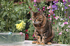 spielender Toyger