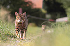 laufender Toyger