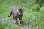 laufender Toyger