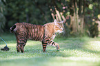 laufender Toyger