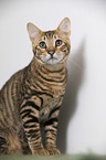 Toyger vor wei�em Hintergrund