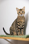 Toyger vor weiem Hintergrund