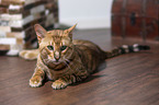 liegender Toyger