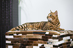 liegender Toyger