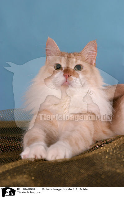 Trkisch Angora / Angora cat / RR-06646