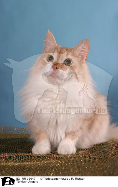 Trkisch Angora / Angora cat / RR-06647
